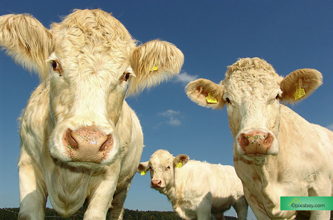Bio-Rindfleisch - Gesundes Fleisch von glücklichen Tieren